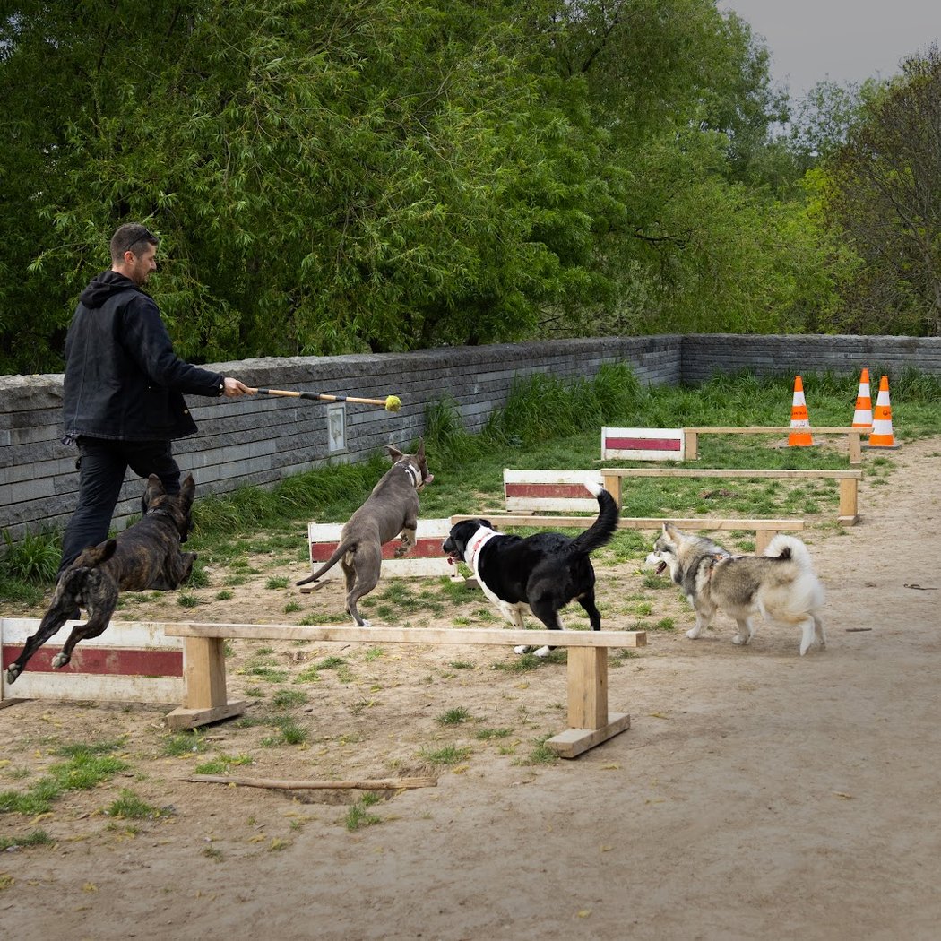 Parc à chien 2
